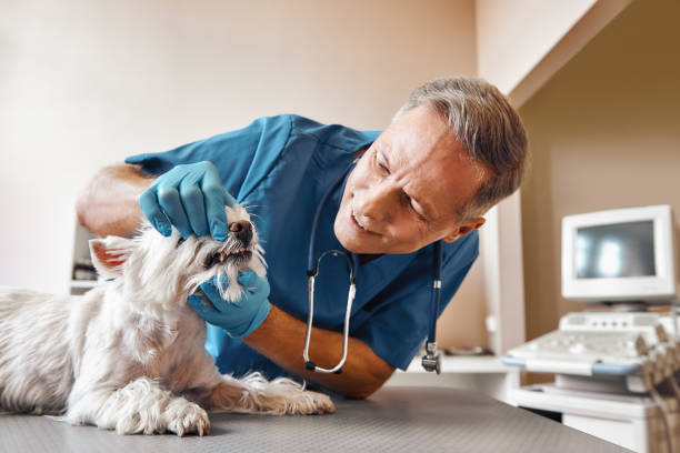 Best Emergency Denture Repair in Meadowood, PA
